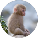 Cherin Cherin Cherin Cherin