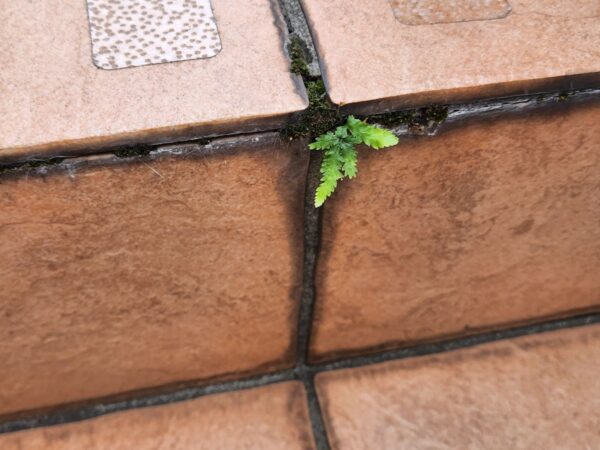 玄関タイル施工前写真