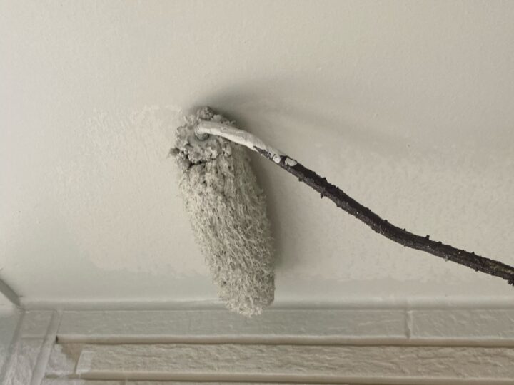 軒天 上塗り(マルチエース)